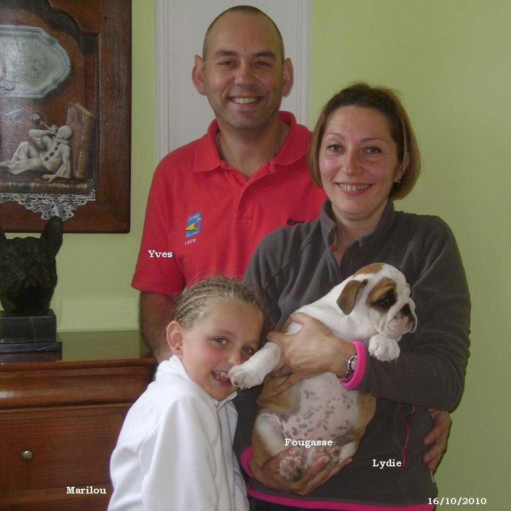 chiot bulldog anglais